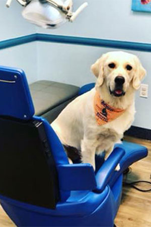 Scout the therapy dog in a chair