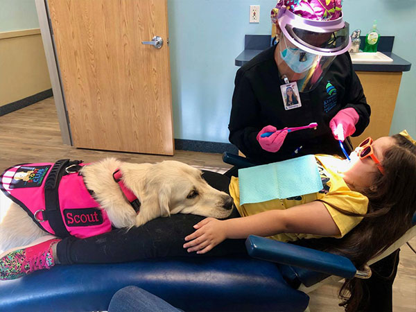 Scout the therapy dog in a chair