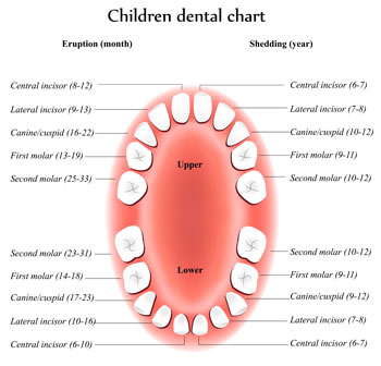 Tooth Eruption Chart - Pediatric Dentistry and Orthodontics in Corpus Christi, TX